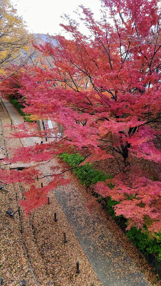 花屋からのお知らせ 上田城の紅葉もきれいです